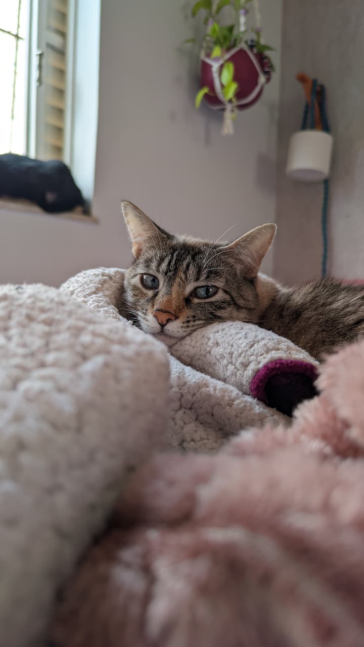 um gatinho cinza claro deitado na cama com cara de fofa